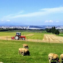 羊とトラクター、遠くに「札幌ドーム」