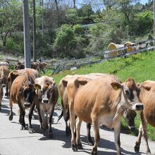 搾乳の為に牛舎へ向かう牛の大行列