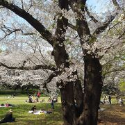 お散歩がてらお花見に行きました。