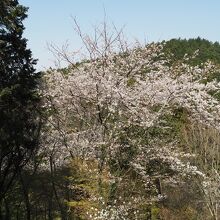 桜山に上っていきます。