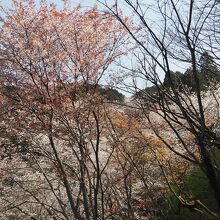 山は桜がたくさん。