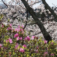 やまつつじと桜。