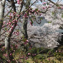 本坊に入って海棠、奥は桜。