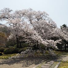 庭園の見事な桜です。