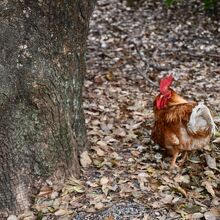境内で放し飼いのご神鶏
