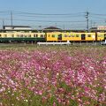 かわいい電車とコスモス