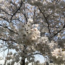 満開の桜