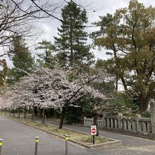 今日は、五分咲き。