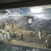 ペンギン館とほっきょくぐま館は混む傾向