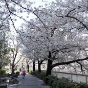 桜の時期には是非とも行ってみて下さいな！