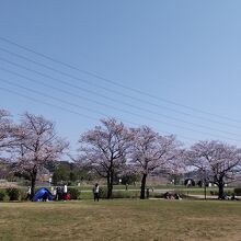 桜の木も、social distanceを守って間隔を空ける