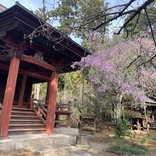境内には桜が数本。