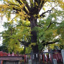 雑司ヶ谷鬼子母神のイチョウ（鬼子母神・飛地境内）