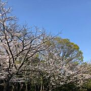 2021年の桜