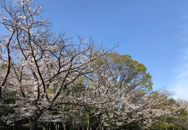 2021年の桜