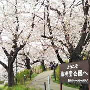 桜と菜の花☆