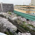 コロナで花見客の少ない落ち着いた石神井川沿線