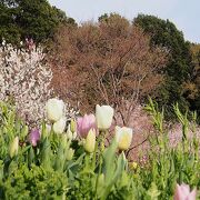 春の息吹を感じることが出来ますよ。