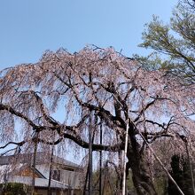 見事なしだれ桜が！三月下旬～四月上旬まで！
