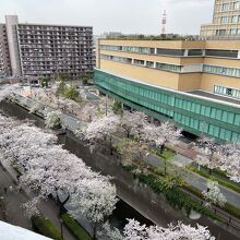 満開の桜