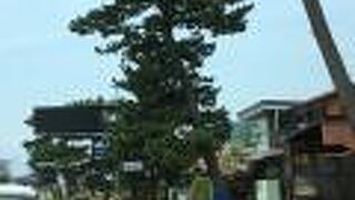 国道沿いの松並木