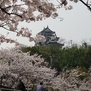 桜が綺麗でした。