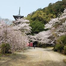 桜が満開で綺麗な三重塔です