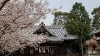 桜が綺麗でした。