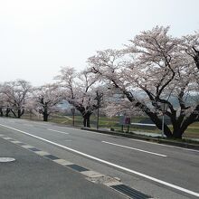 道の駅前の土手に桜が延々と満開でした