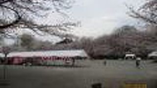 桜が綺麗でお祭りもあります