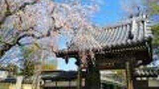 桜がきれいな静かなお寺