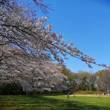 桜が見頃の赤塚城址広場