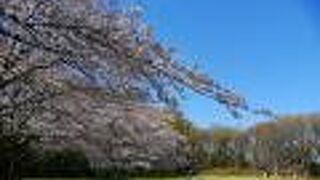 梅園と桜の咲く広場があります
