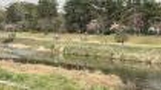 桜はまだまだこれから