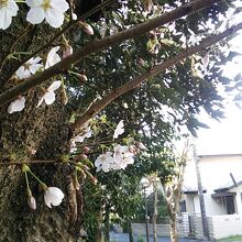 街路樹の中に桜がちらほら華を添えてました
