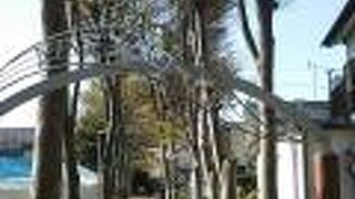 春は街路樹の中に桜がちらほら華を添えてました