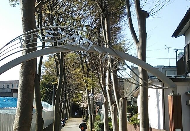 春は街路樹の中に桜がちらほら華を添えてました