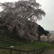 奈良、宇陀川の桜並木、そして孫兵衛の桜
