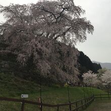 宇陀川桜並木