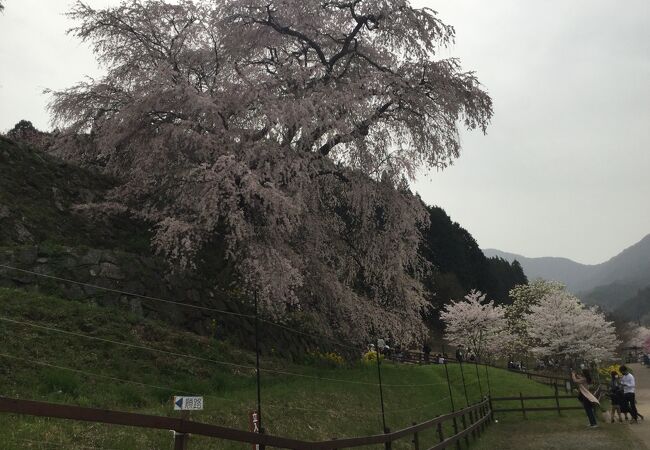 宇陀川桜並木