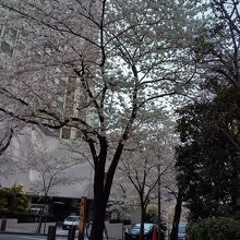 桜坂の桜