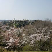 桜が綺麗でした。