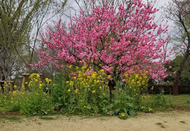 第49回古河桃まつり