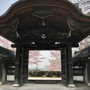 桜に彩られて光秀公も微笑む？西教寺