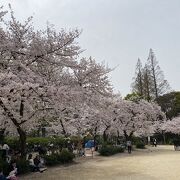 桜の名所