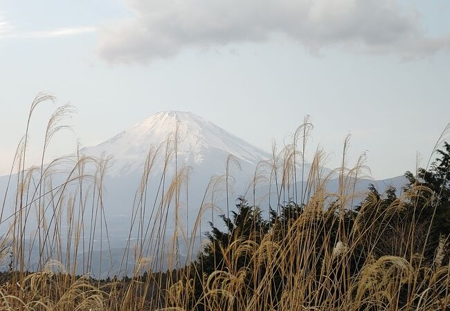 散在する桜を眺めながらあるく広大な山の公園