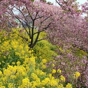 河津桜が斜面を覆い尽くす時期がお奨め