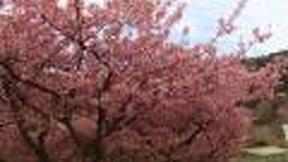 みかんを食べつつ河津桜散策