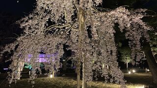 闇に浮かぶ太閤しだれ桜、素晴らしかった。