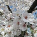桜並木2021　淀の背割り提　京都さんぽ2021